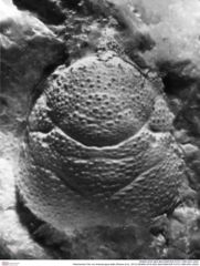 Historisches Foto von Ambulocapsa altilis (Robins et al., 2013) (NHMW-AFW-GEO-BACHMAYER-FOTO-1990-0041-2053)